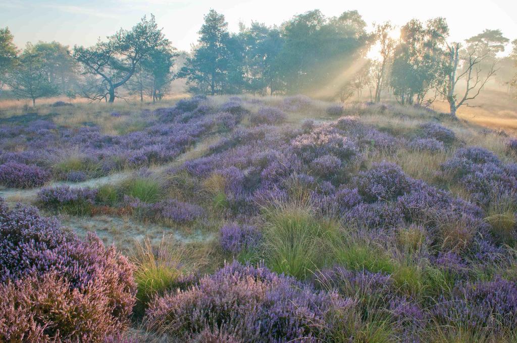 Landhuisjes Bij De Wouterbron Opglabbeek Luaran gambar
